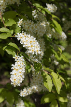 Load image into Gallery viewer, Pollinator Pack