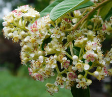 Load image into Gallery viewer, Wetland Pack