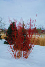 Load image into Gallery viewer, Wildlife Pack