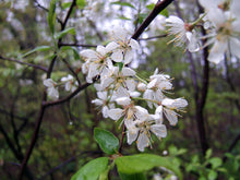 Load image into Gallery viewer, Pollinator Pack