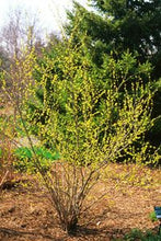 Load image into Gallery viewer, Wetland Pack