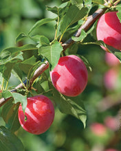 Load image into Gallery viewer, American Plum (Prunus americana)