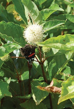 Load image into Gallery viewer, Buttonbush (Cephalanthus occidentalis)