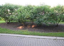 Load image into Gallery viewer, Buttonbush (Cephalanthus occidentalis)