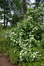 Load image into Gallery viewer, Nannyberry (Viburnum lentago)