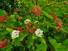 Load image into Gallery viewer, Common Ninebark (Physocarpus opulifolius)