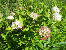 Load image into Gallery viewer, Common Ninebark (Physocarpus opulifolius)