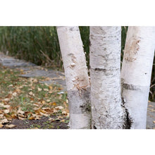Load image into Gallery viewer, Paper Birch (Betula papyrifera)