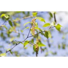 Load image into Gallery viewer, Paper Birch (Betula papyrifera)
