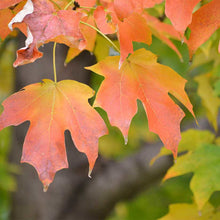 Load image into Gallery viewer, Sugar Maple (Acer saccharinum)