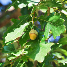 Load image into Gallery viewer, Swamp White Oak (Quercus bicolor)
