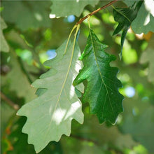 Load image into Gallery viewer, Swamp White Oak (Quercus bicolor)