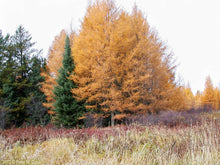 Load image into Gallery viewer, Tamarack (Larix laricina)