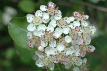 Load image into Gallery viewer, Black Chokeberry (Aronia melanocarpa)