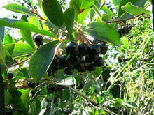 Load image into Gallery viewer, Black Chokeberry (Aronia melanocarpa)