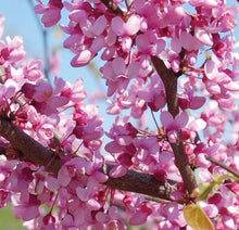 Load image into Gallery viewer, Eastern Redbud (Cercis canadensis)