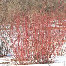 Load image into Gallery viewer, Red Osier Dogwood (Cornus sericea)