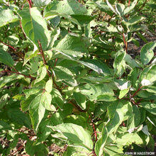 Load image into Gallery viewer, Red Osier Dogwood (Cornus sericea)