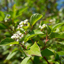 Load image into Gallery viewer, Red Osier Dogwood (Cornus sericea)