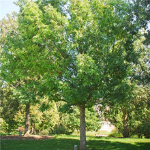 Load image into Gallery viewer, White Oak (Quercus alba)