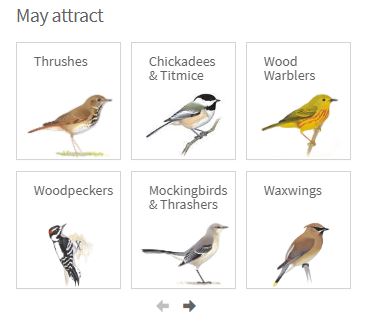 Planting Trees to Support Birds