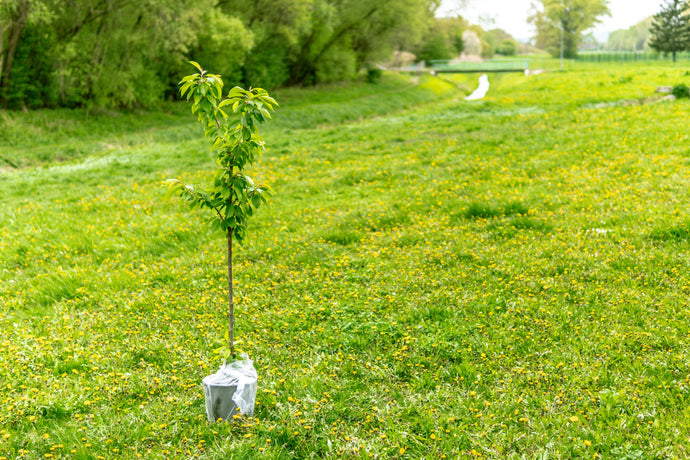 Are you ready to help Wisconsin plant 100M trees before 2030?