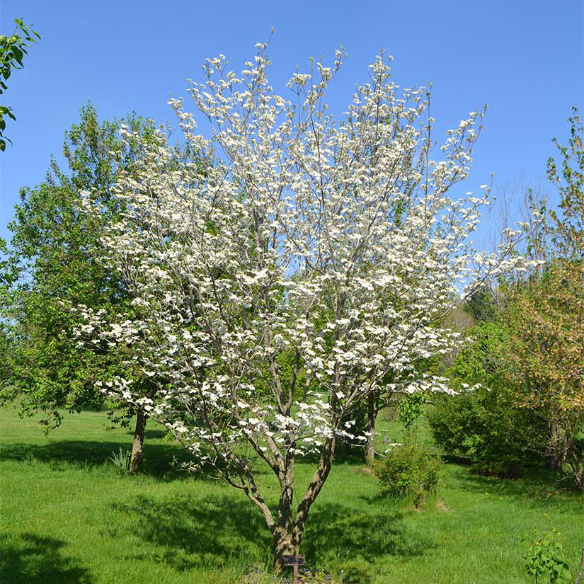 White Flowering Dogwood (Cornus florida)