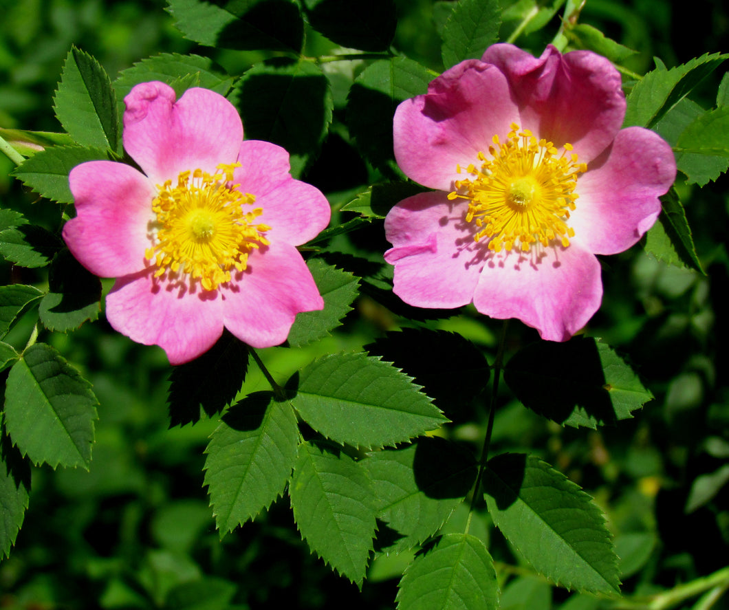 Pollinator Pack