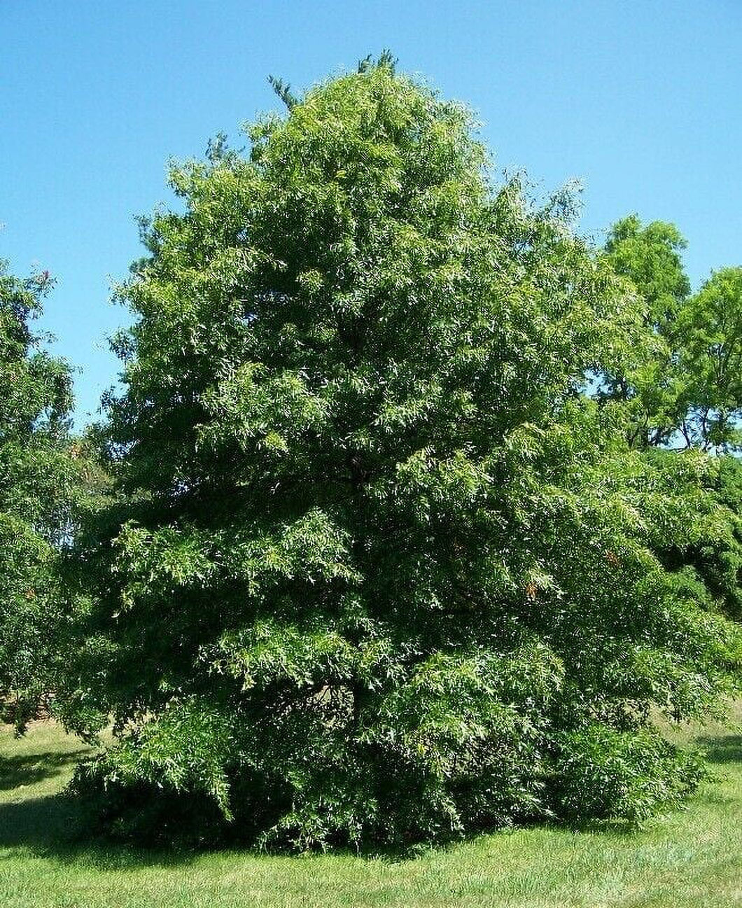 Pin Oak (Quercus palustris)