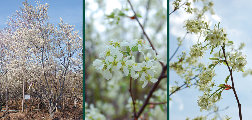 Allegheny Serviceberry (Amelanchier laevis)