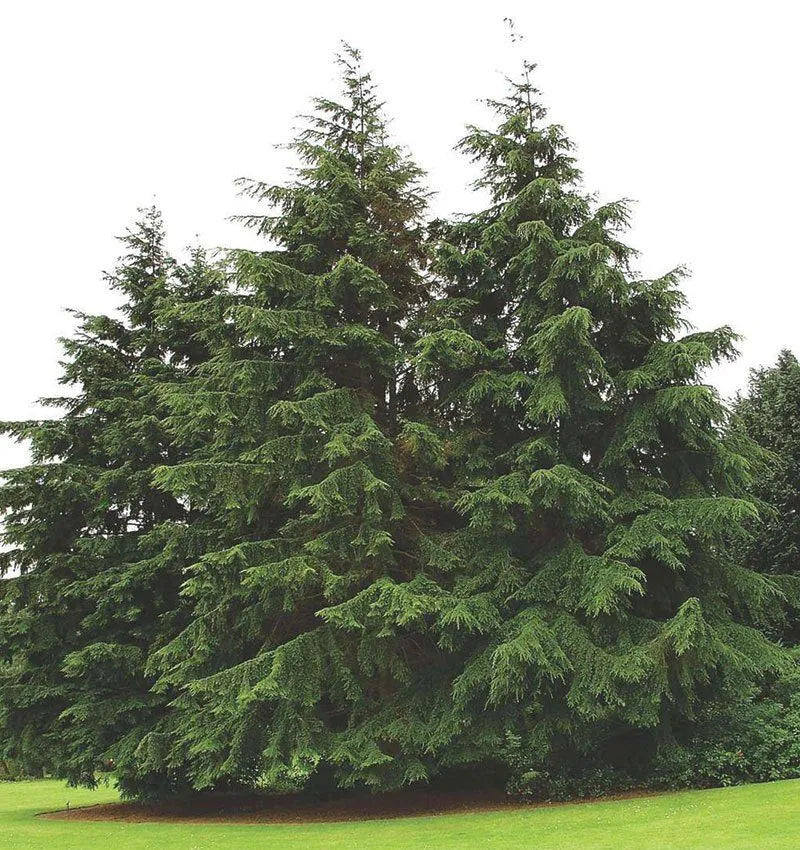 Canadian Hemlock (Tsuga canadensis)