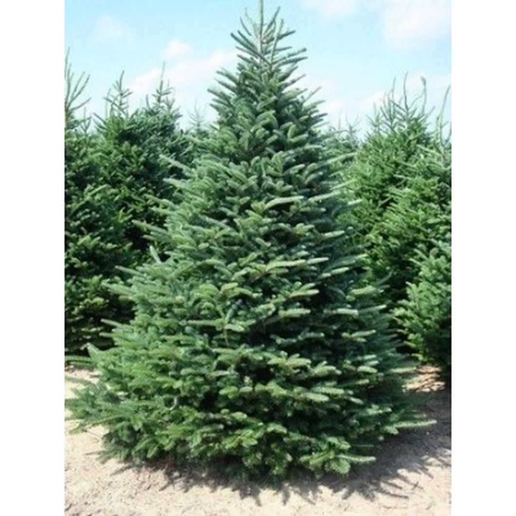 Frasier Fir (Abies fraseri)