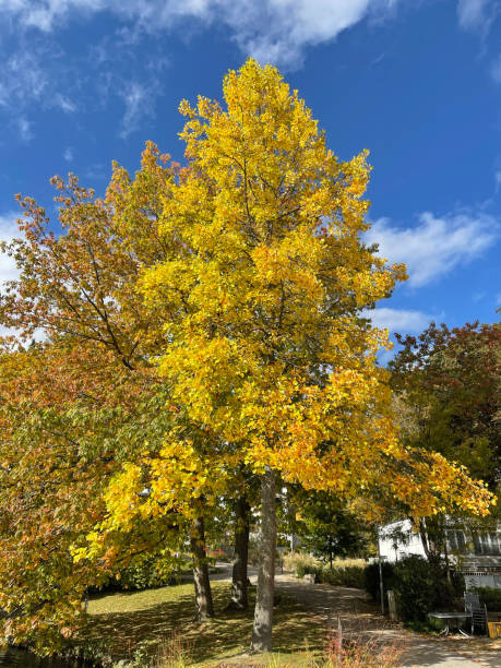 Tulip Poplar (Liriodendron tulipifera)