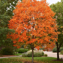 Load image into Gallery viewer, Sugar Maple (Acer saccharinum)
