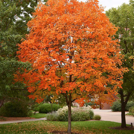 Sugar Maple (Acer saccharinum)