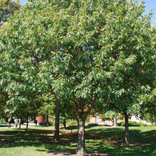 Load image into Gallery viewer, Northern Red Oak (Quercus rubra)
