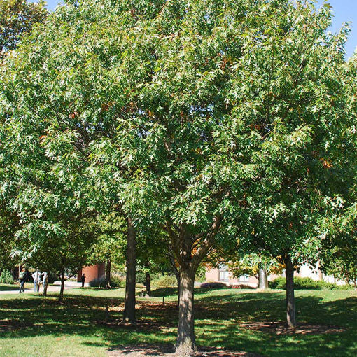 Northern Red Oak (Quercus rubra)