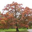 Load image into Gallery viewer, White Oak (Quercus alba)
