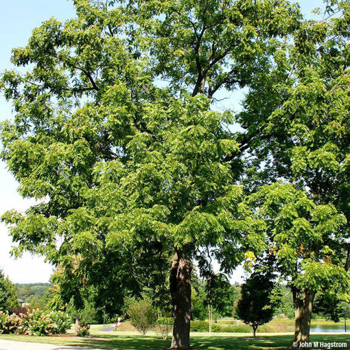 Black Walnut (Juglans nigra)