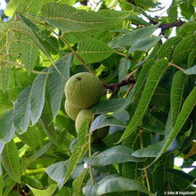 Load image into Gallery viewer, Black Walnut (Juglans nigra)
