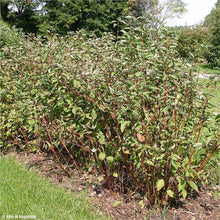 Load image into Gallery viewer, Red Osier Dogwood (Cornus sericea)
