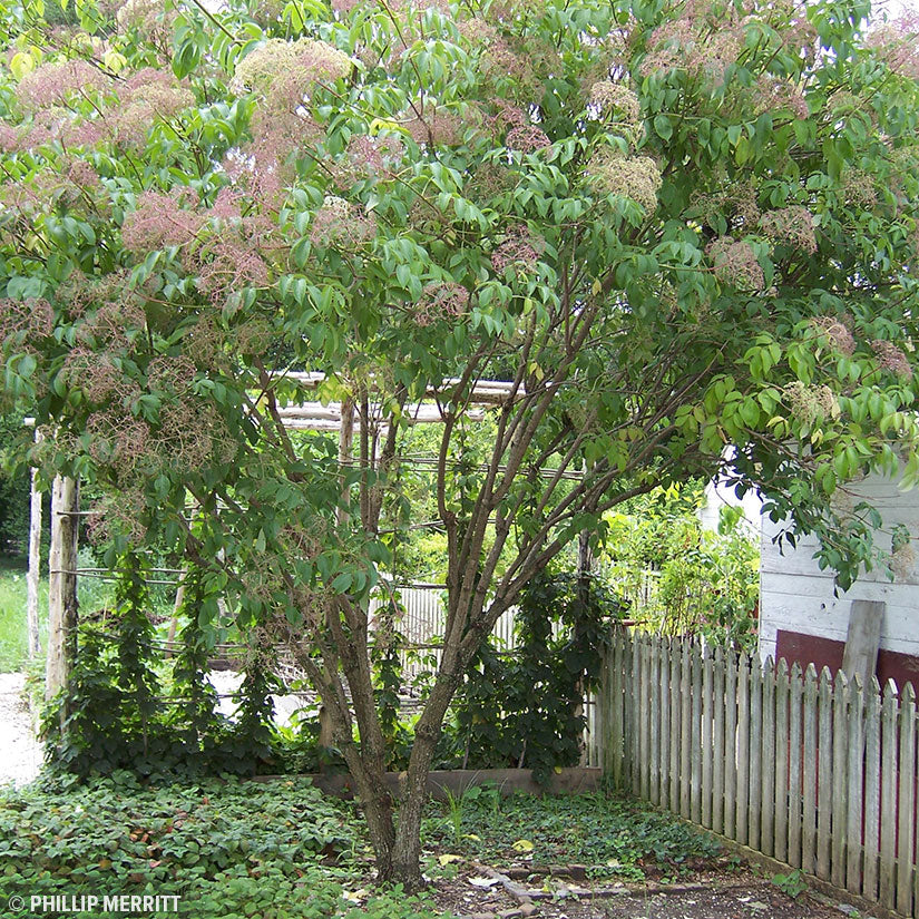 American Elderberry (Sambucus canadensis)