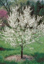 Load image into Gallery viewer, American Plum (Prunus americana)
