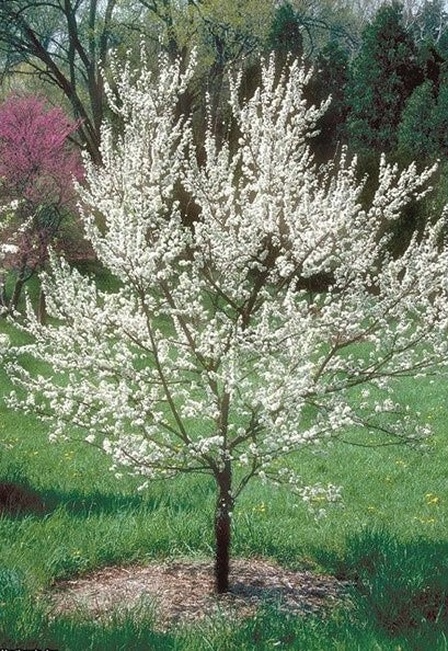 American Plum (Prunus americana)