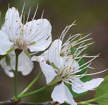 Load image into Gallery viewer, American Plum (Prunus americana)
