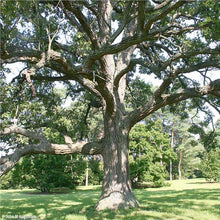 Load image into Gallery viewer, Burr Oak (Quercus macrocarpa)
