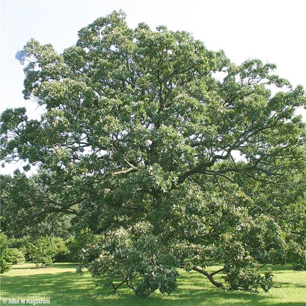 Burr Oak (Quercus macrocarpa)