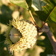 Load image into Gallery viewer, Burr Oak (Quercus macrocarpa)
