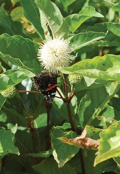 Buttonbush (Cephalanthus occidentalis)