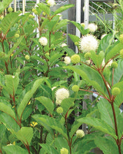 Load image into Gallery viewer, Buttonbush (Cephalanthus occidentalis)
